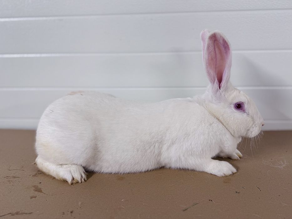 Kroliki, Samczyki Termondzki Biały, rodzice z rodowodem