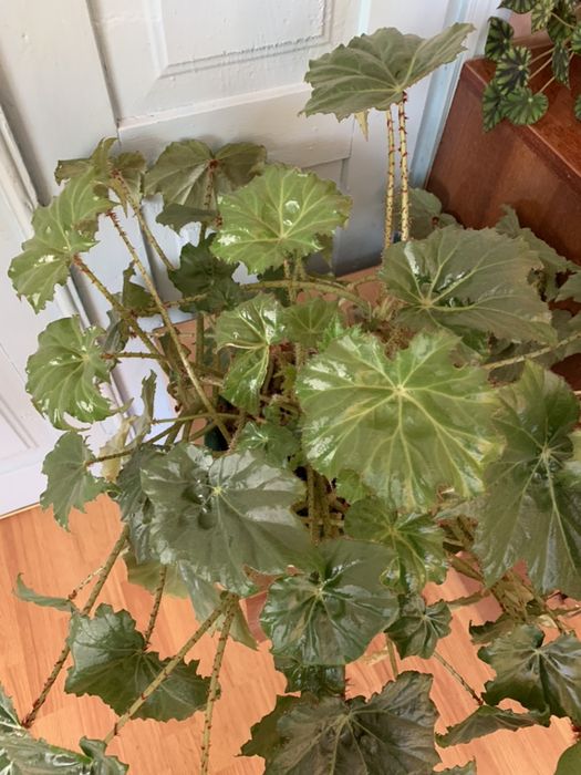 Бегонія кленоподібні листочки