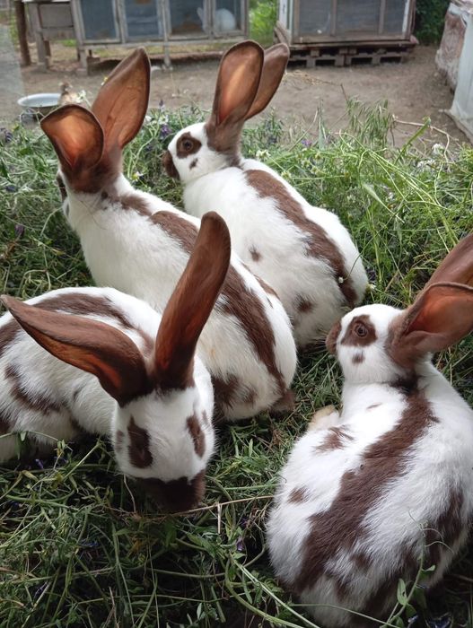 Продам кролей на племя. Немецкий строкач.,самцыНЗК,Полтавское серебро.