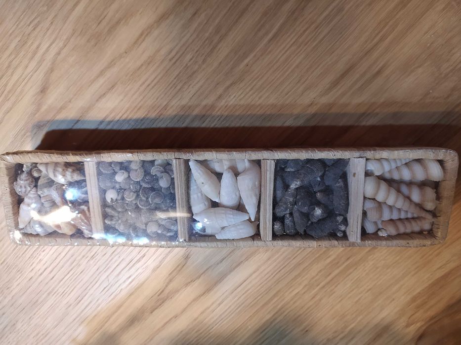 Zestaw muszelek dekoracyjnych