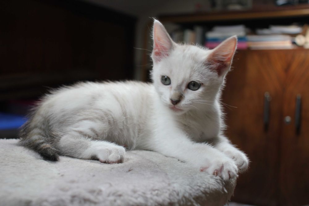 FÊMEA | Gatinha brincalhona disponível para Adoção Responsável