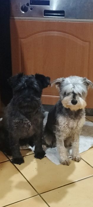 Sznaucer miniaturowy biała suczka