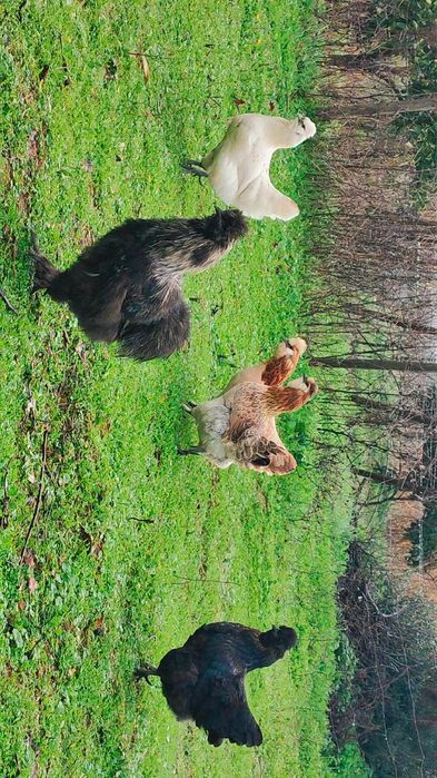 Coquitas Traçadas Sedosas Do Japão
