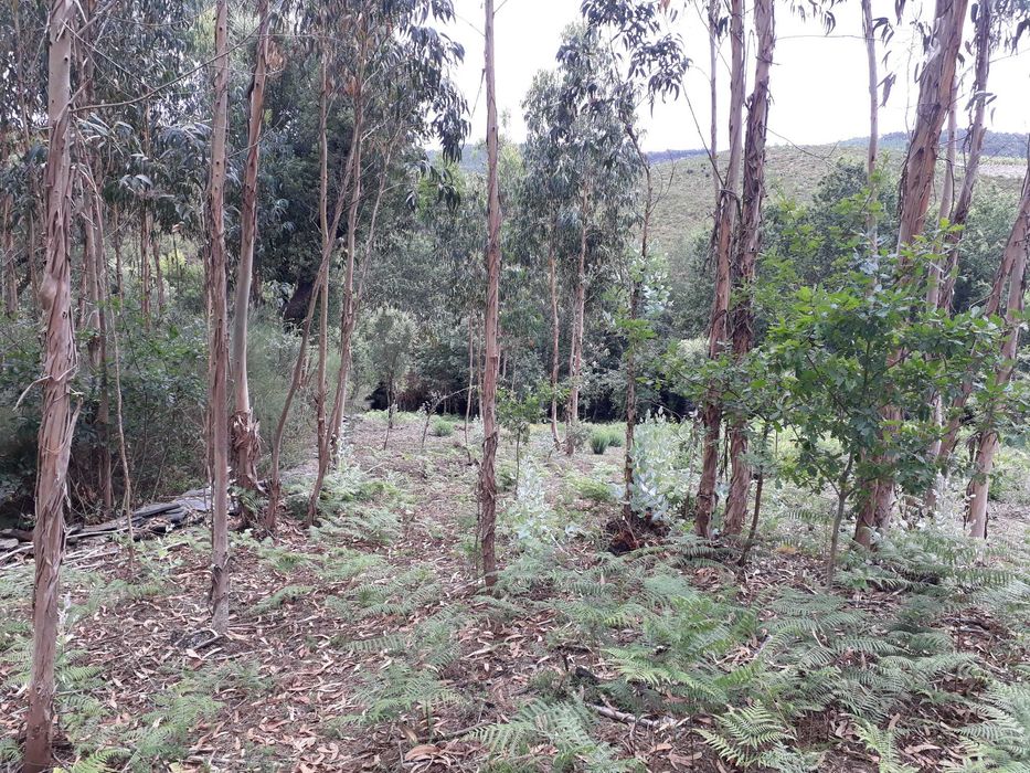 Terreno / Quinta , Penafiel, perto do Porto, 8000 m2, 30 000€