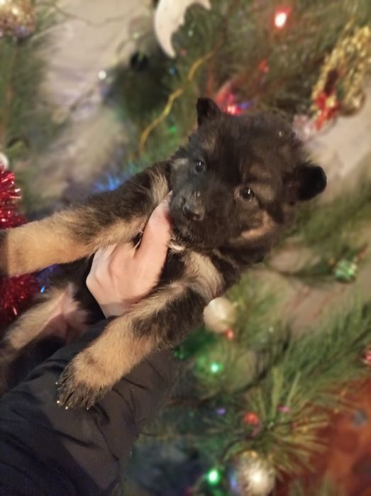 Продам щенков немецкой овчарки