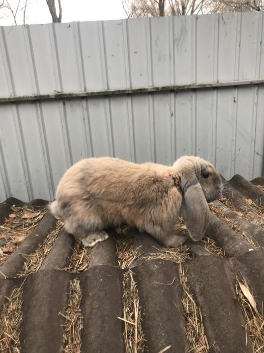 Продам кроликів французький баран