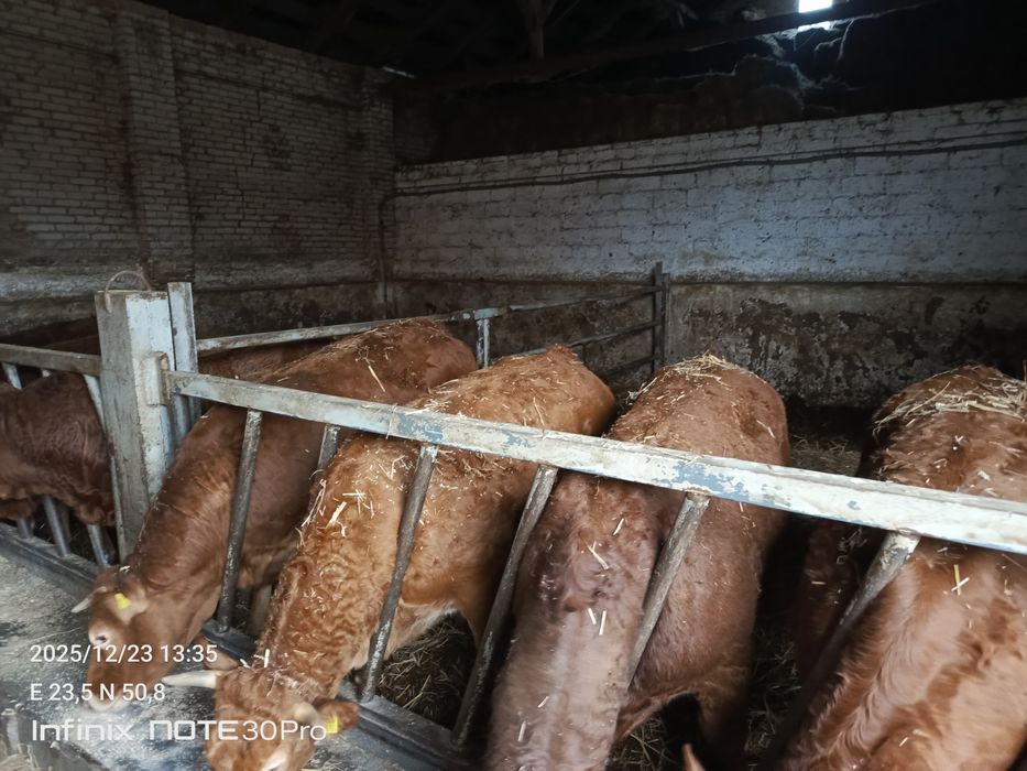 Sprzedam jałówki cielne 4 sztuki