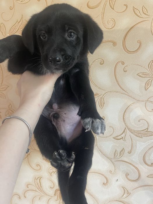Цуценя . Хлопчик.