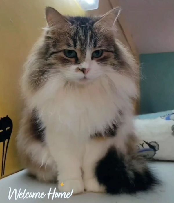 Отдам даром в добрые руки пушистую серо-белую кошечку