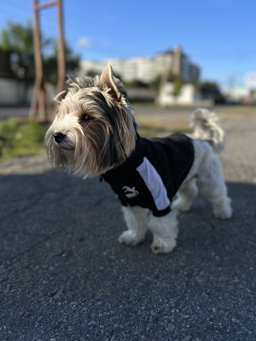 Флокі - хлопчик бівер шукає собі подружку)