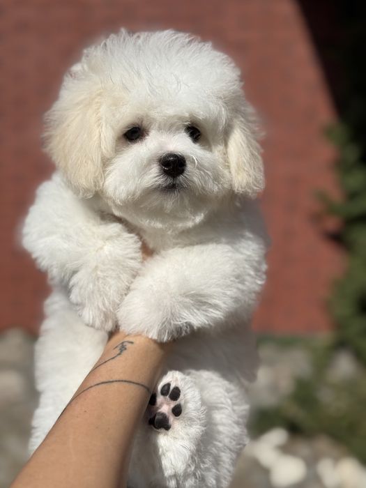 Бішон фрізе / цуценятко