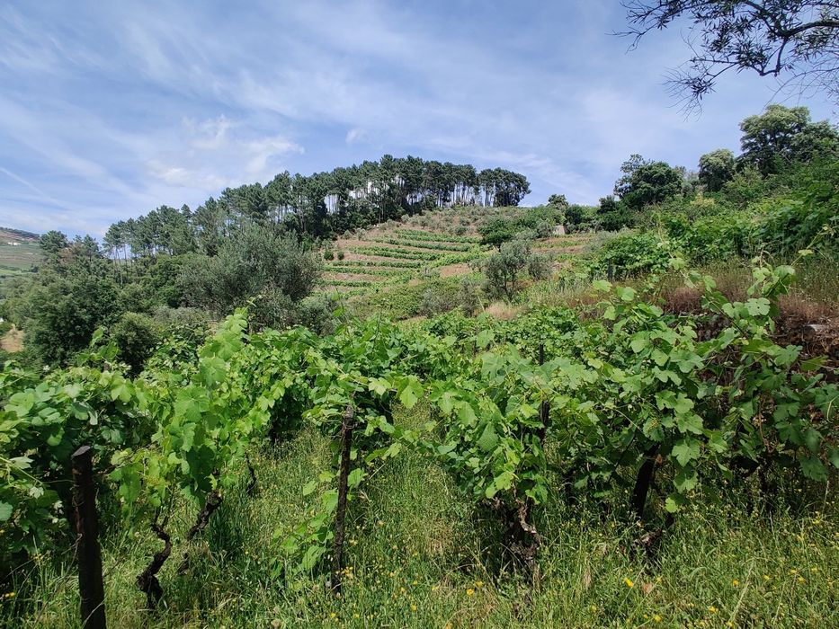 Vinha velha no Douro
