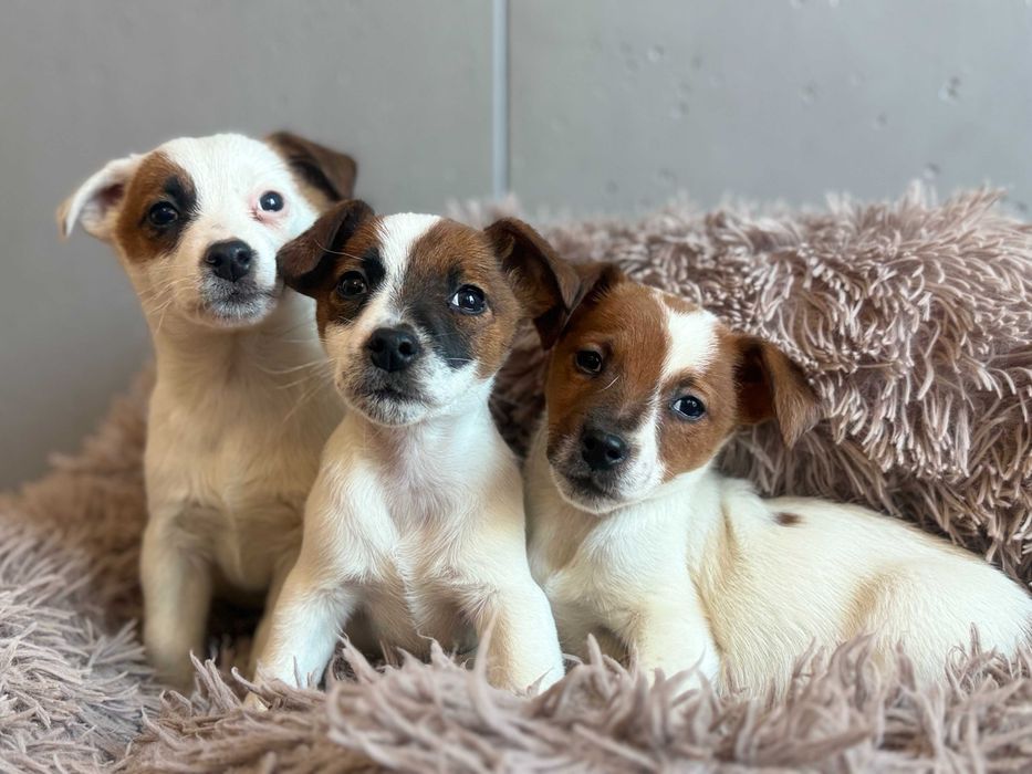 Jack Russell Terrier # B A X T E R Smartie Jacks # piesek pure male