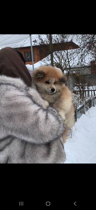 Цуценята Акіта-Іну