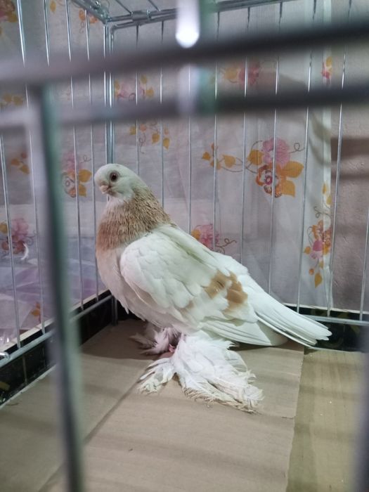 Blauwinder samczyk 25 rok