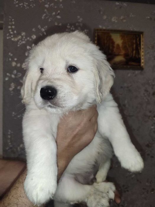 Золотистий Ретривер (цуценя)