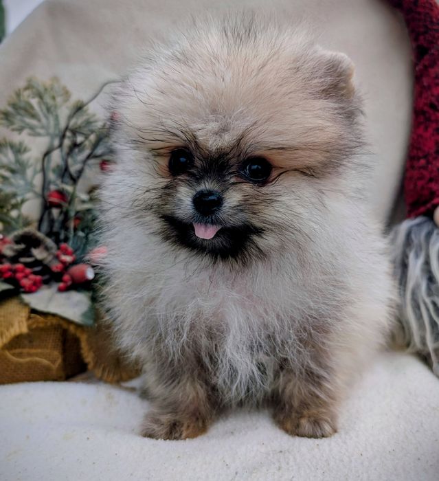 Мини малыш померанского шпица