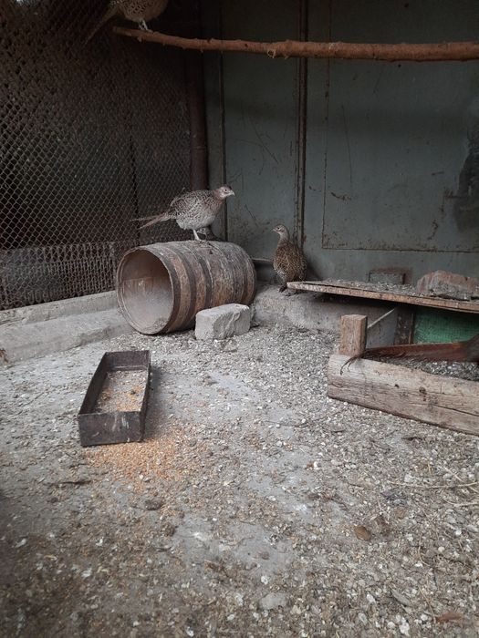 Інкубаційне яйце мисливського фазана