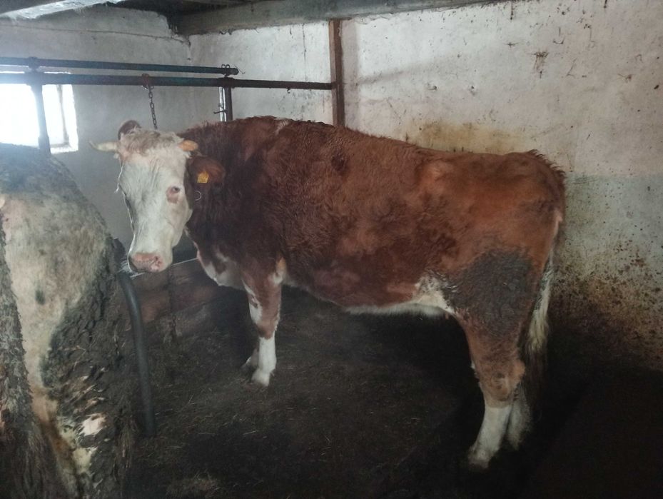 Jałówki cielne na sprzedaż