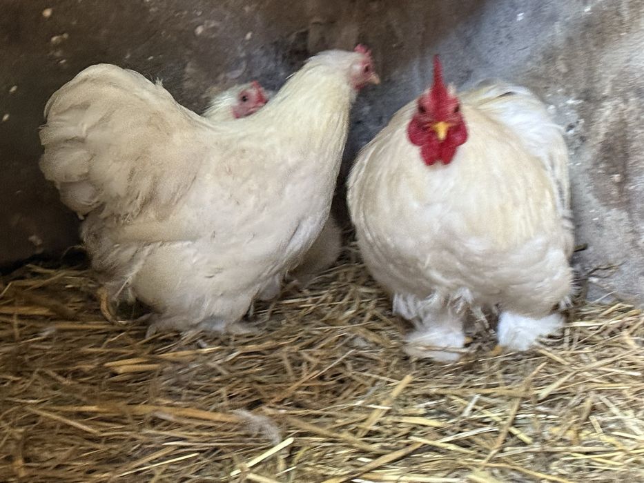 Jaja lęgowe kochin biały minaturka