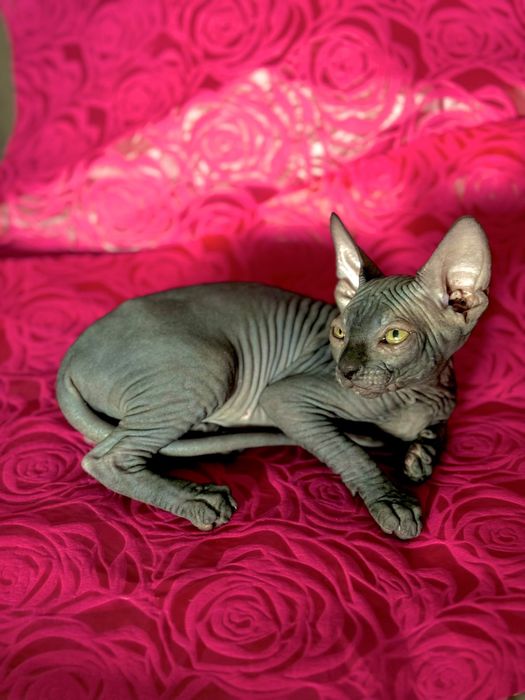 Gata Sphynx com 2 meses