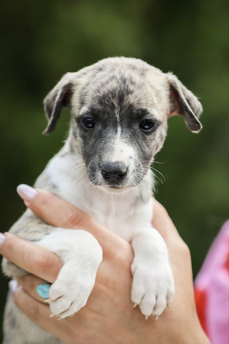 Whippet chart angielski szczenie zkwp fci suczka płowa