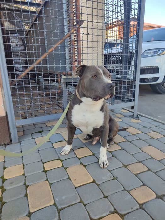 В'язка Американський стафордширський тер'єр