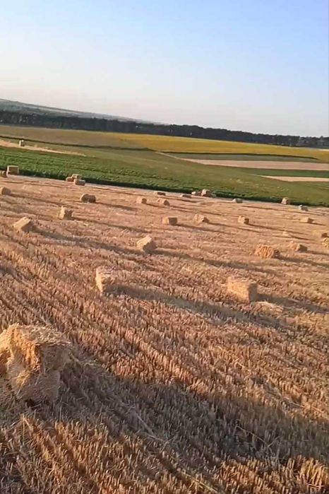 Пшенична солома в тюках.