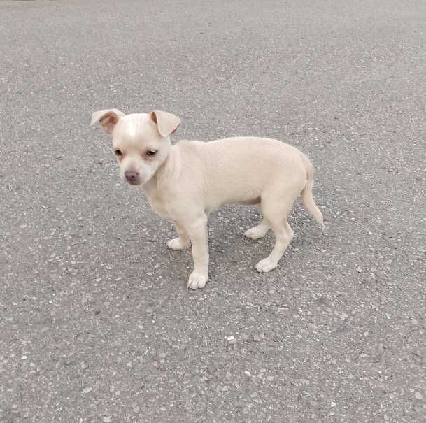 Chihuahua dziewczynka