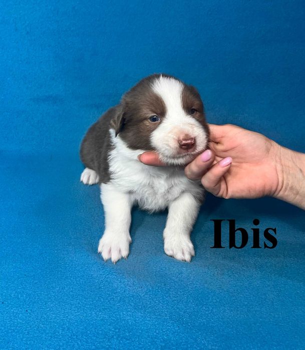 Border Collie, Piesek z Rodowodem, Rodzice przebadani, Ibis