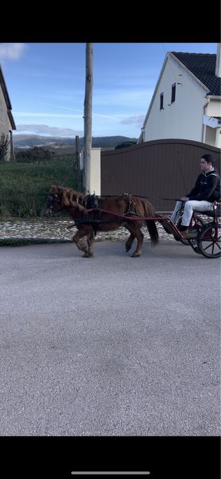 Ponei fêmea super mansinha
