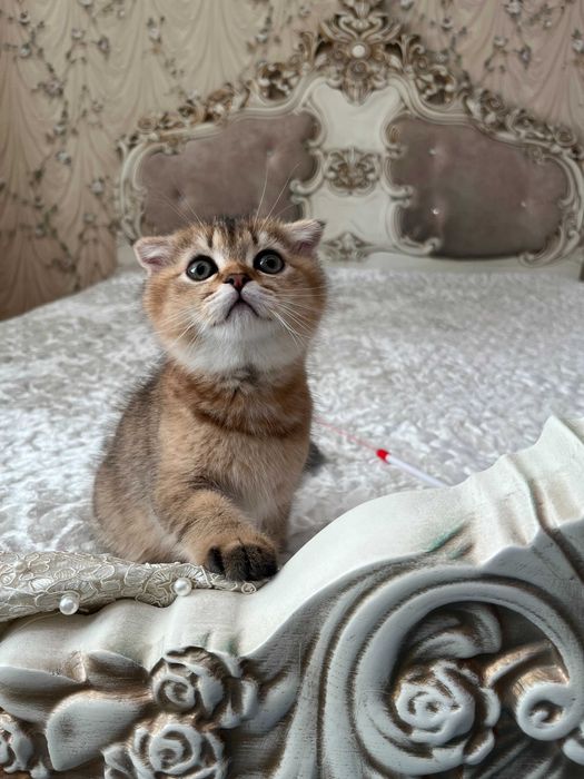 Шотландський висловухий хлопчик золота шиншила; Шотландські кошенята