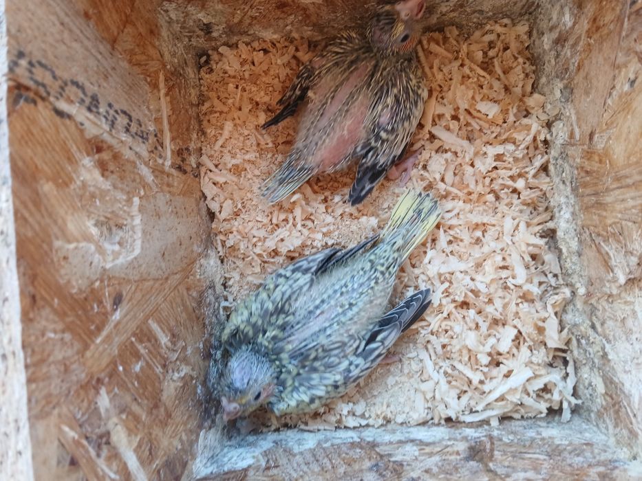 Caturras para criar à mão