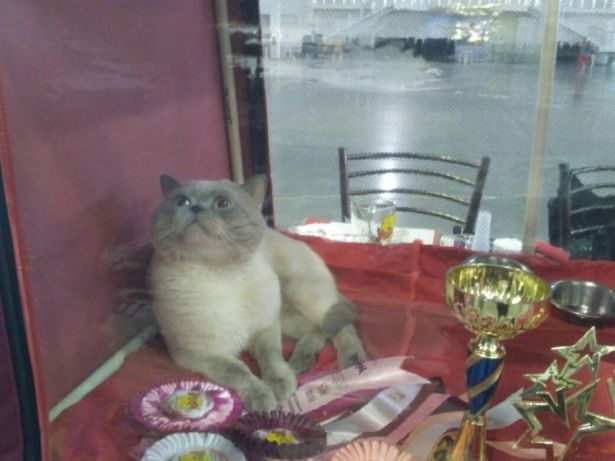 Кот  шотландский