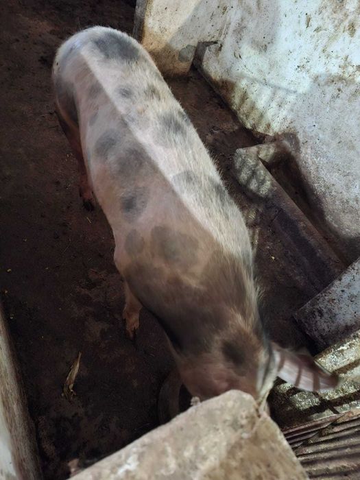 Porcas para criação ou abate