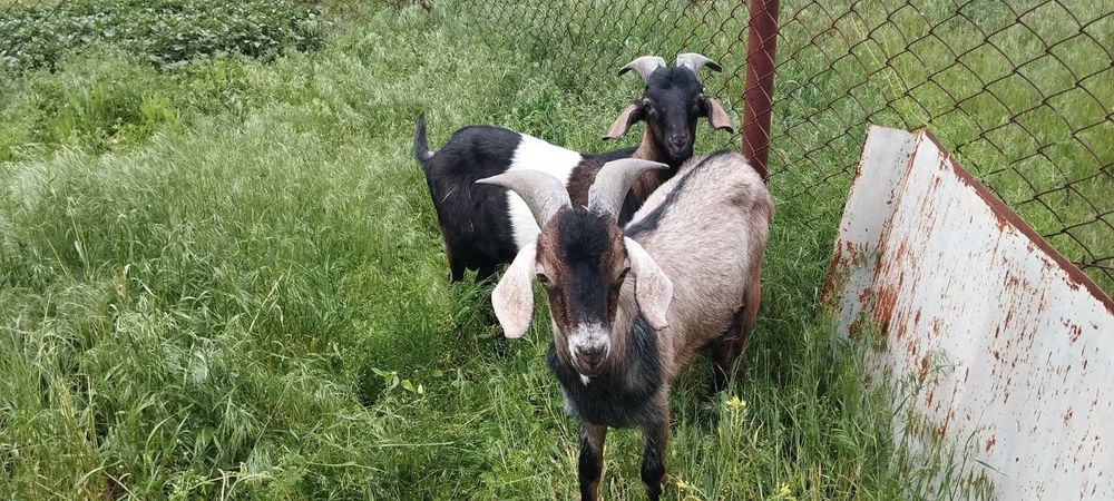 Англонубійські цапи козли