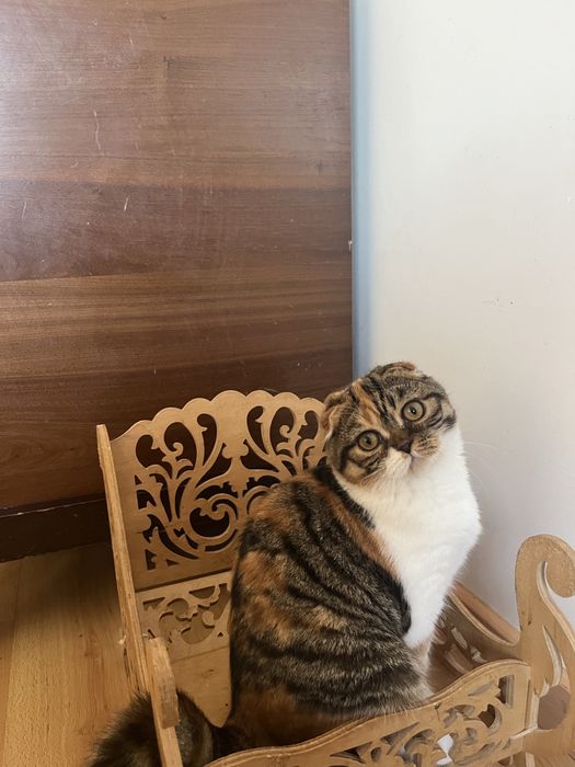 Scottish fold femea