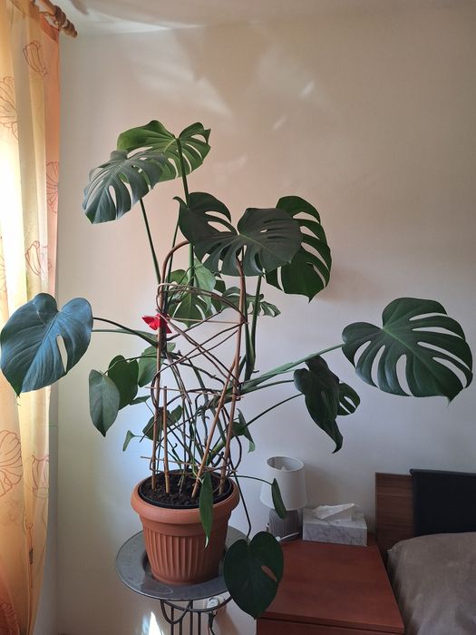 Monstera duża roślina w doniczce