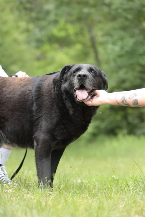 Duży, przyjazny, młody pies do adopcji