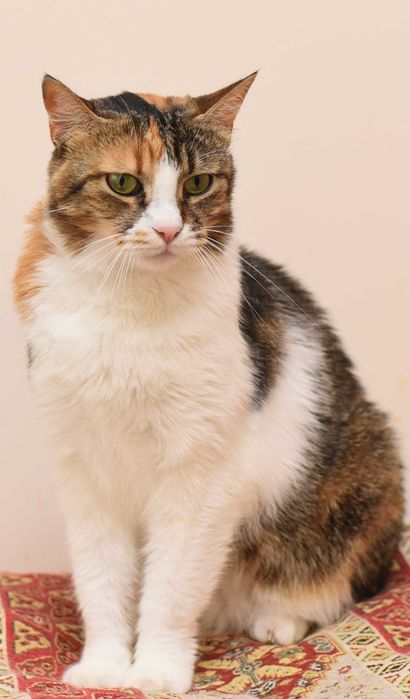 Невероятная кошечка Мими