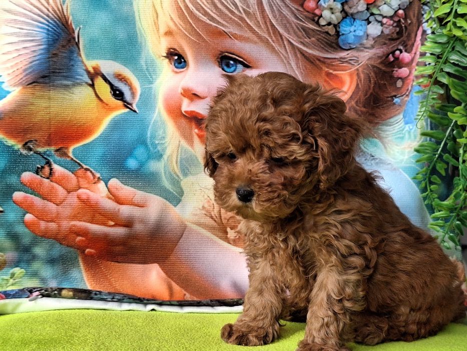 Cavapoo szczeniaczek Red brown z certyfikatem