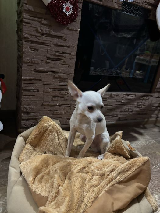 Продпам щенка той-терьер