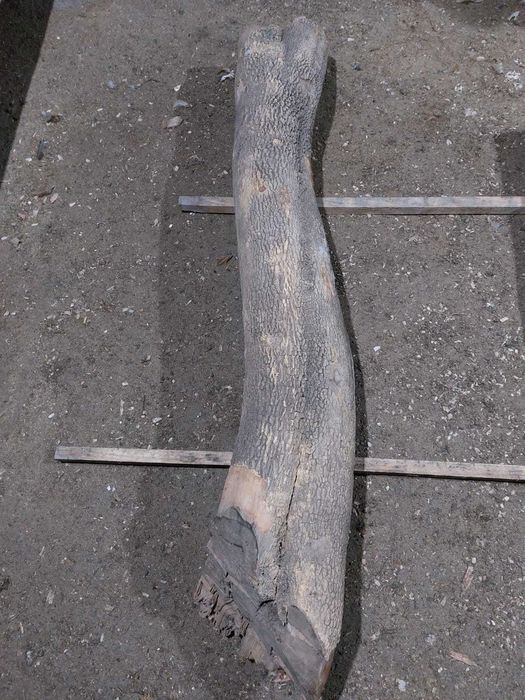 Toro de madeira de Buxo