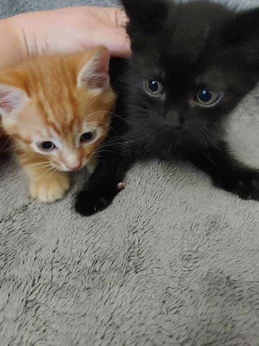 Віддамо в добрі руки кошенят.