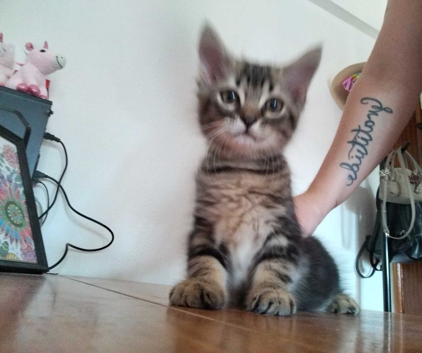 Tenho um gatinho para adoção