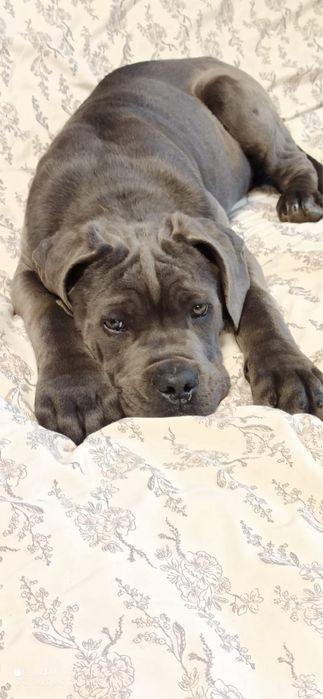 Кане- корсо хлопчик 3 міс.