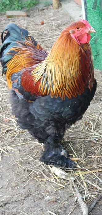 Vendo ovos  de brahmas perdiz dourada. Perdiz azul. Buf,e Dark.