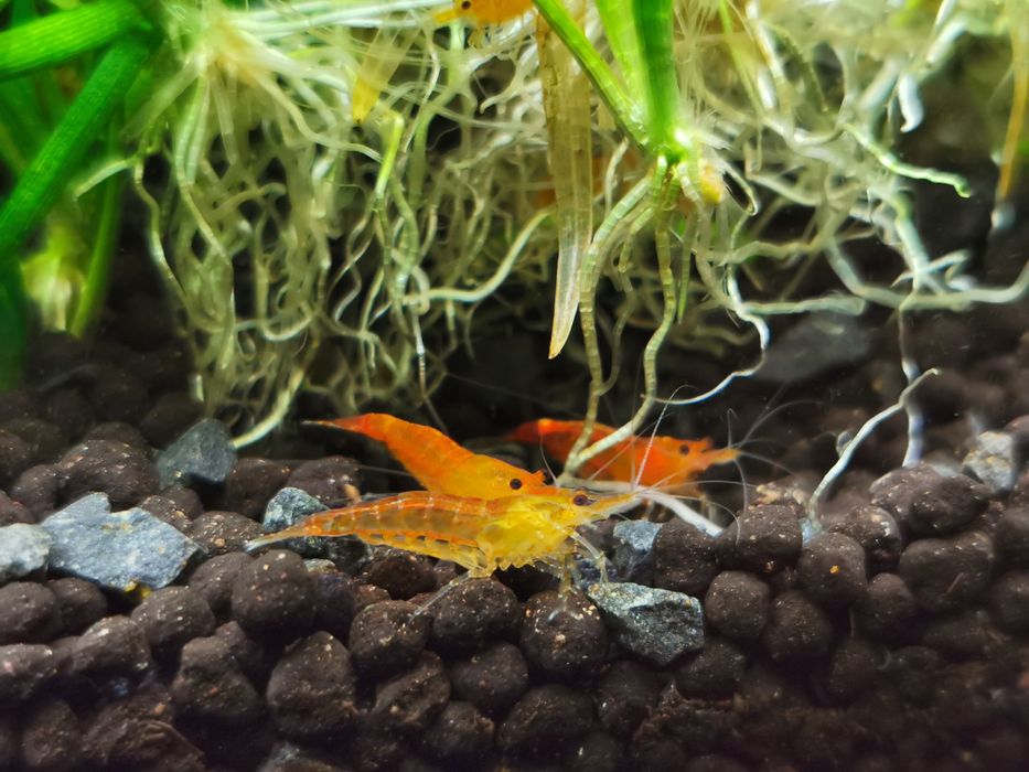 Krewetki orange pomarańczowe Neocaridina Neocardina