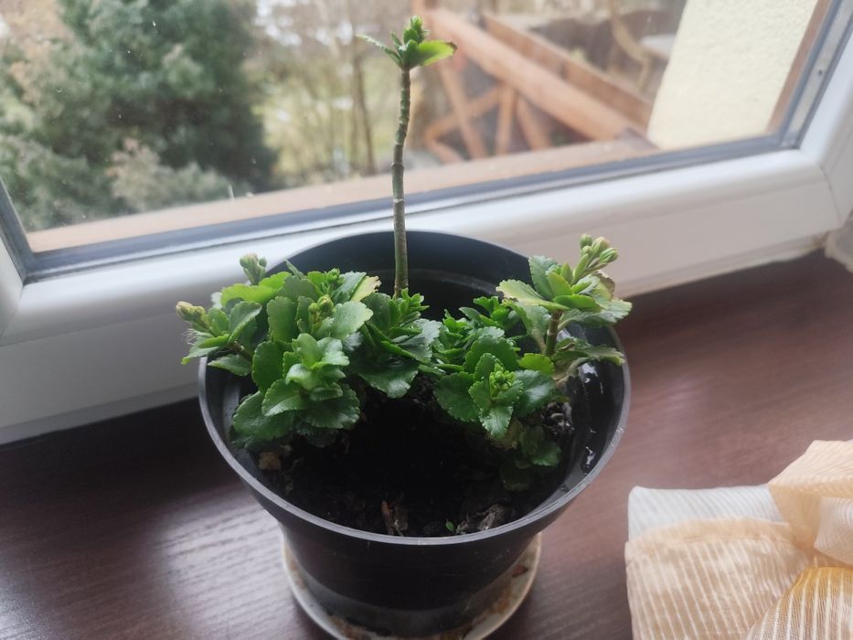 Каланхое рожеве кім.