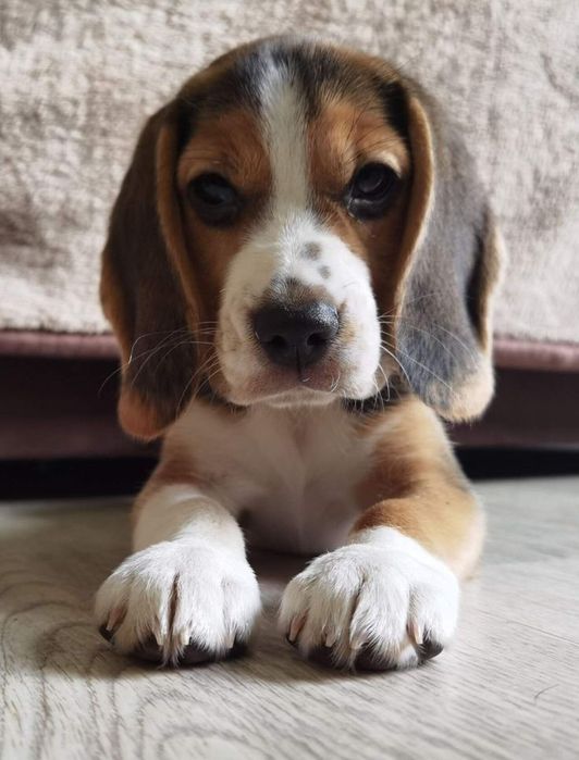 Щенки бигль девочка и мальчики